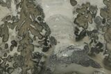 Chotham Marble (Stromatolite Fossil) Cabochon #171311-1